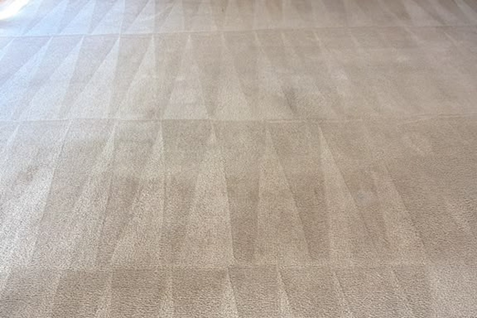 Clean wall-to-wall carpet after professional extraction